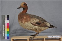 藏品(赤頸鴨)的圖片